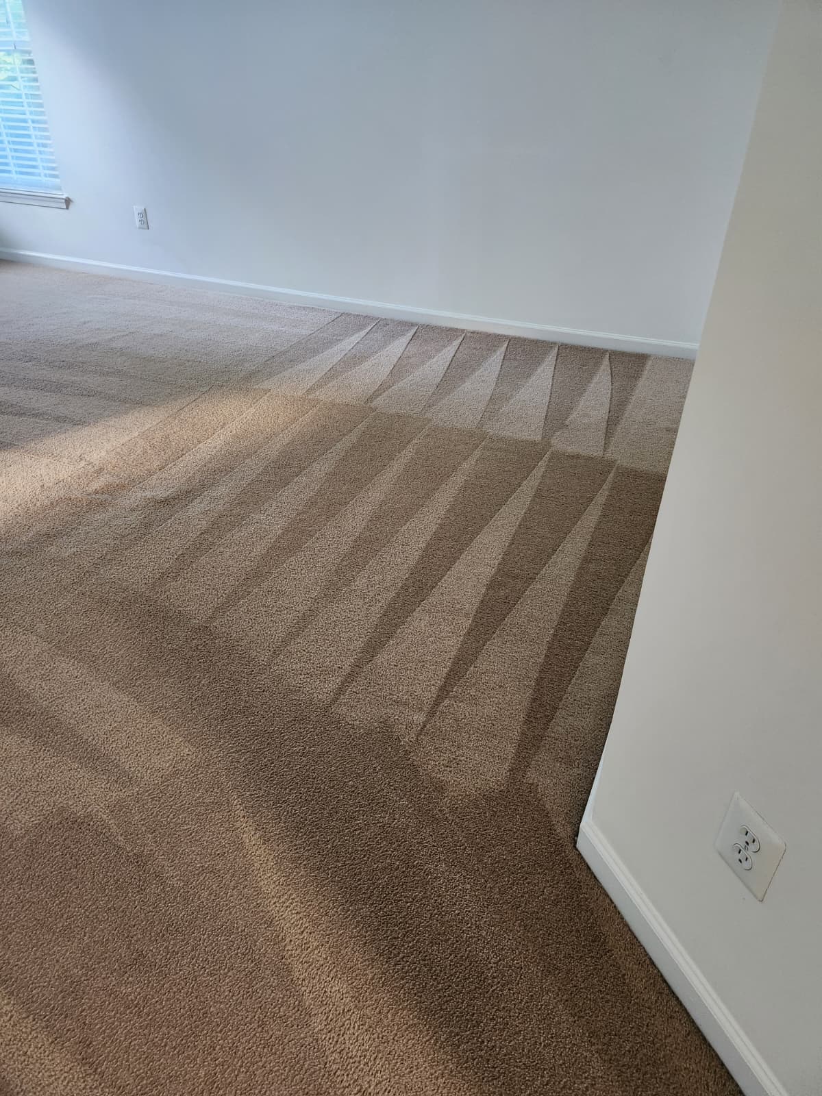 Living room carpet after deep cleaning
